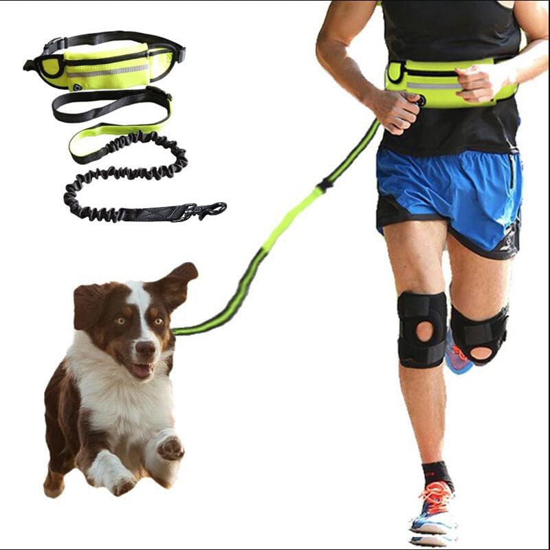 Laisse pour chien, ceinture de promenade et de dressage pour animaux de compagnie